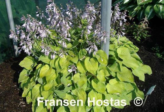 Hosta Birchwood Parky's Gold